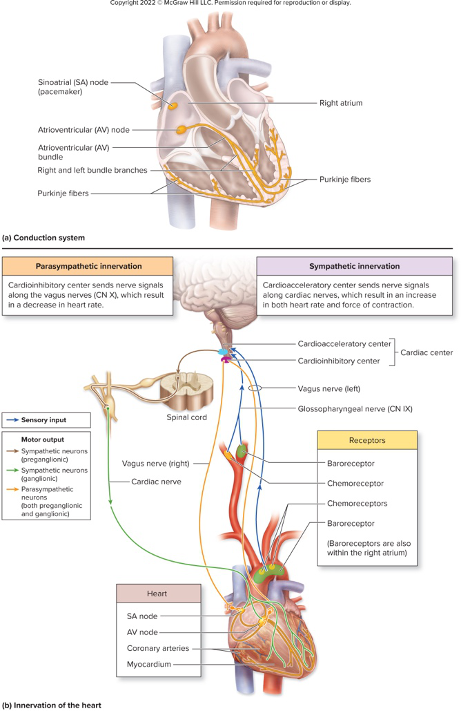 conduction and innervation diagram