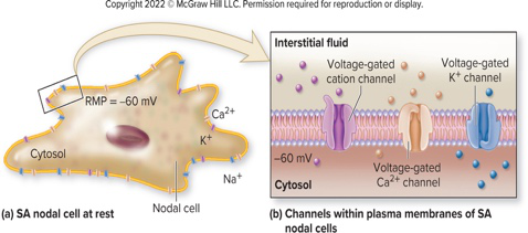 SA nodal cell at rest