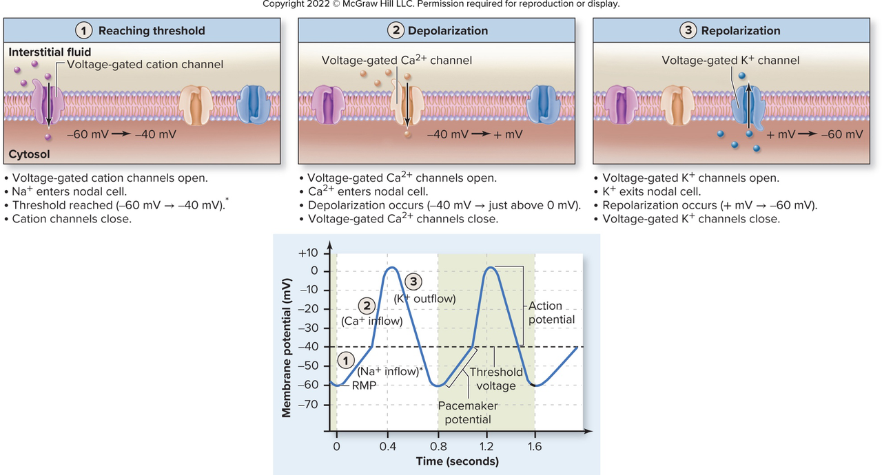 AP phases in nodal cell