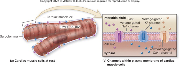 cardiac cell channels