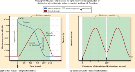 Cardiac AP phases and tension graph