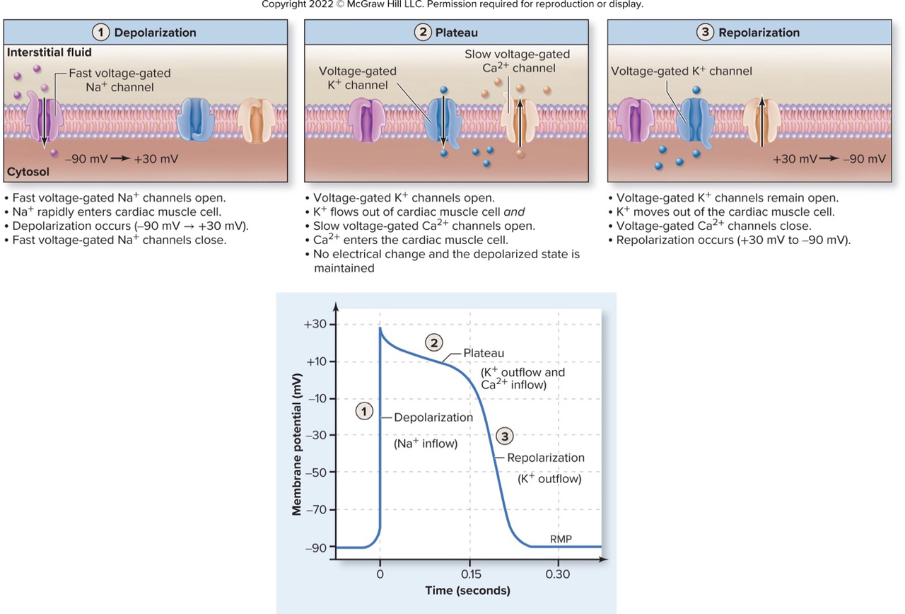 Cardiac muscle action potential stages