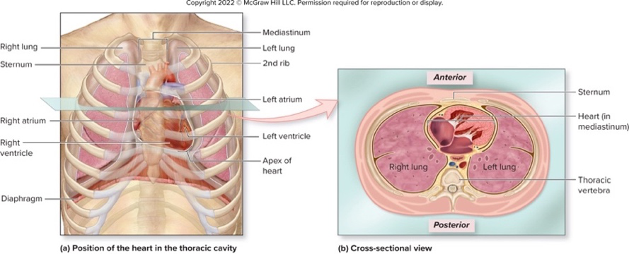 Heart position anterior and cross-sectional views
