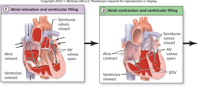 Atrial relaxation and ventricular filling diagrams
