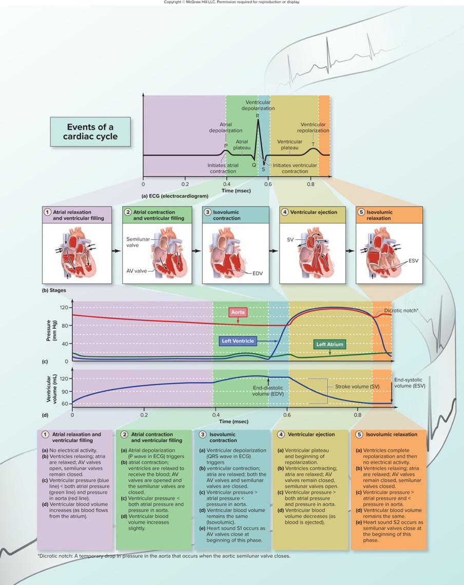 cardiac cycle diagram