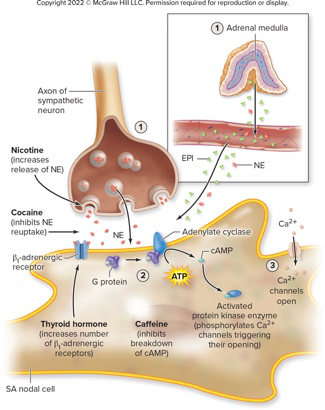 SA nodal cell diagram