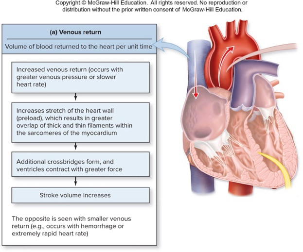 Venous return diagram