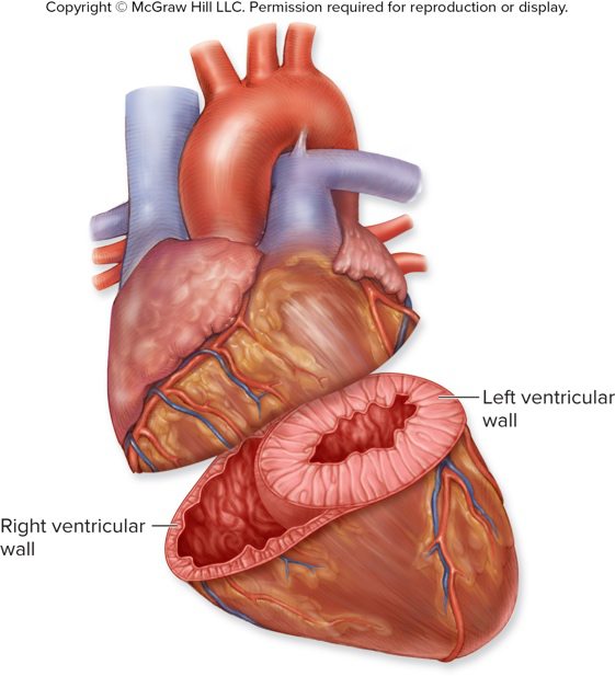 ventricular wall diagram