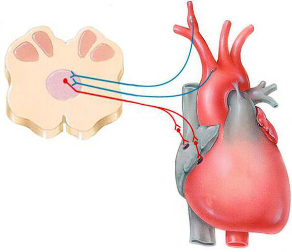 Diagram showing a cross-section of the spinal cord with red and blue neural pathways extending to a representation of the human heart, illustrating the autonomic nervous system's control.