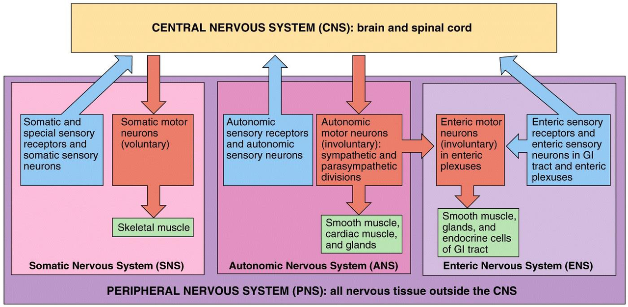 Diagram showing the central nervous system (CNS) and the peripheral nervous system (PNS). The CNS consists of the brain and spinal cord. The PNS consists of the somatic nervous system (SNS), autonomic nervous system (ANS), and enteric nervous system (ENS).