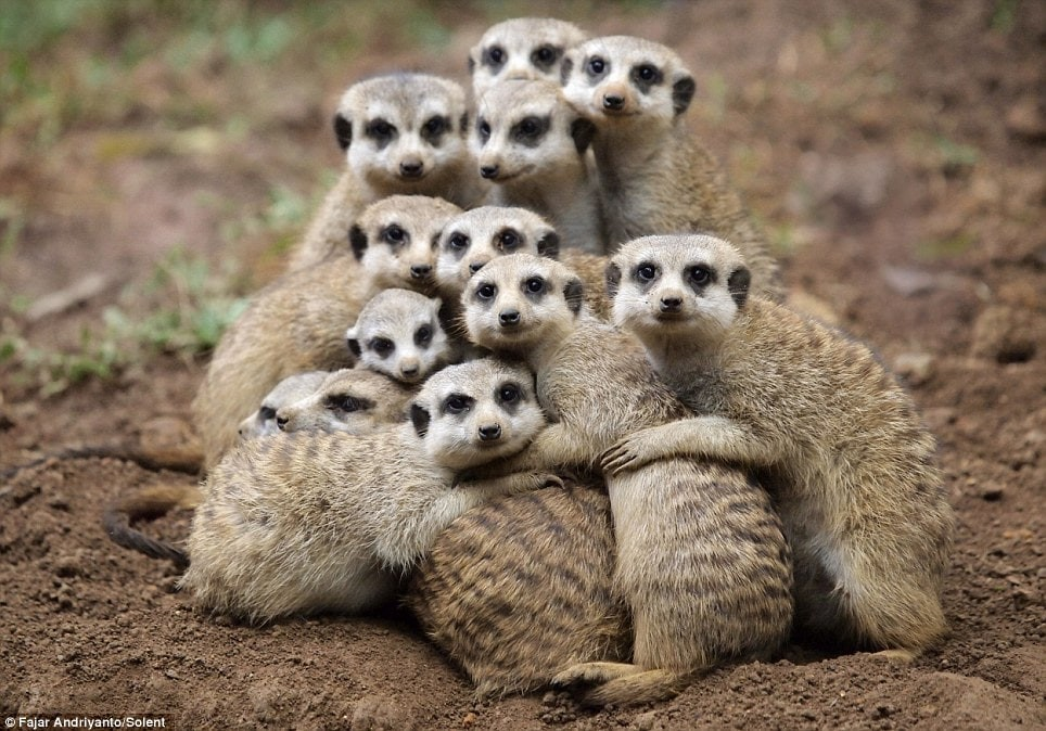 meerkats huddling