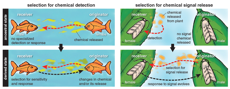 selection for chemical detection and release