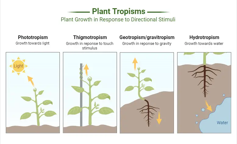 Plant tropisms diagram