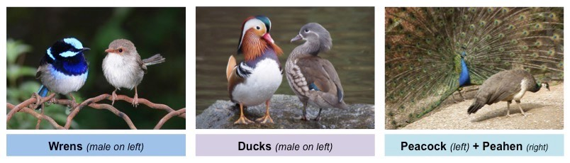 Sexual dimorphism examples: wrens, ducks, peacocks
