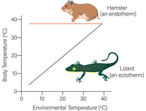 Hamster vs Lizard graph