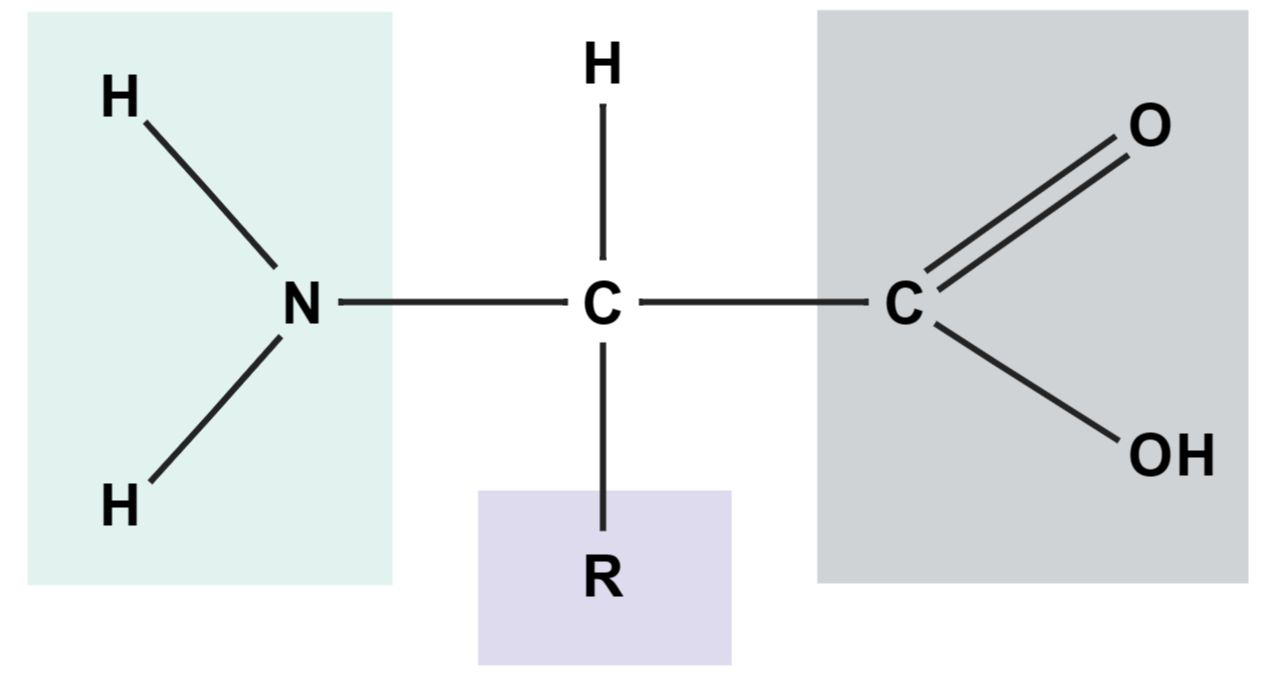 amino acid structure