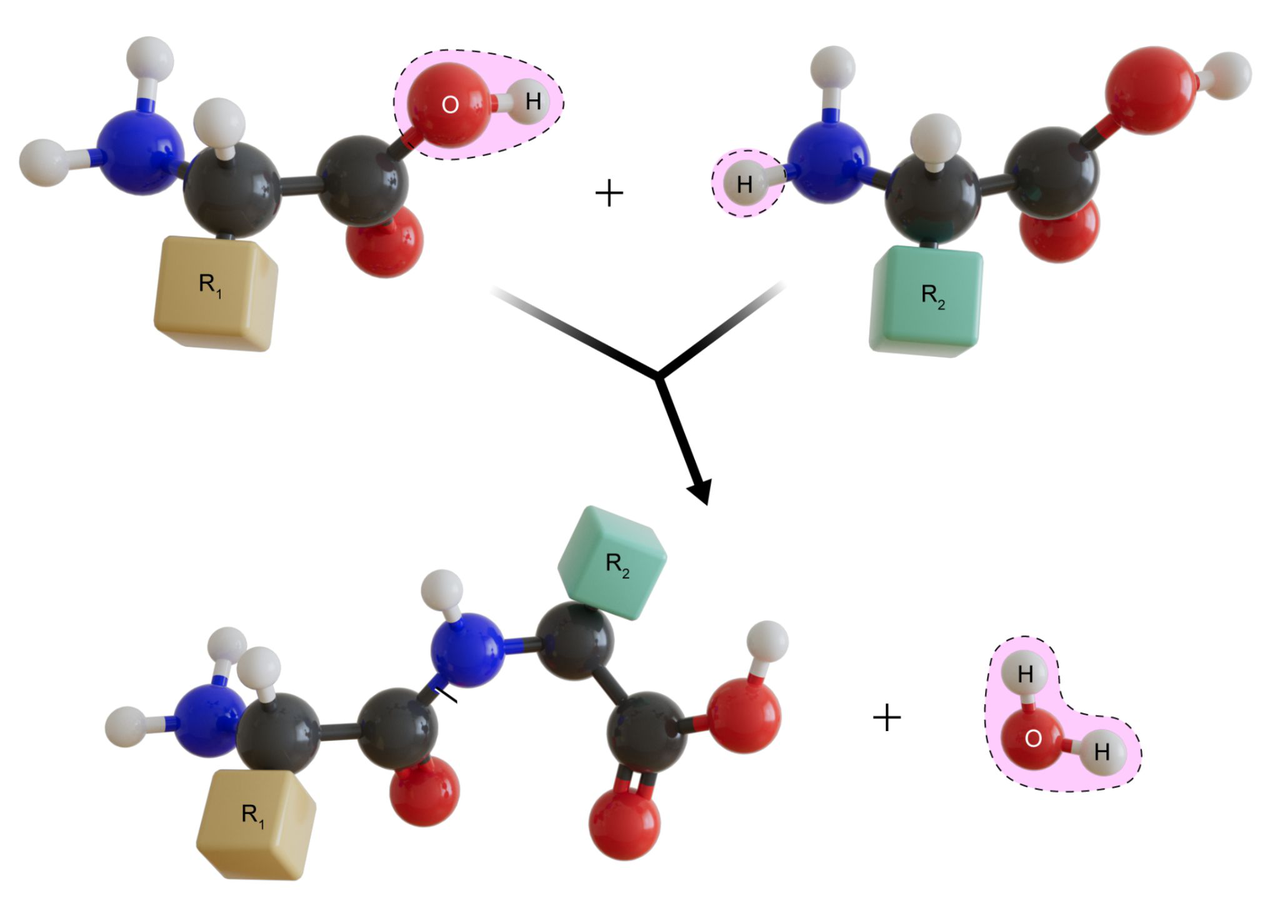 peptide bond formation