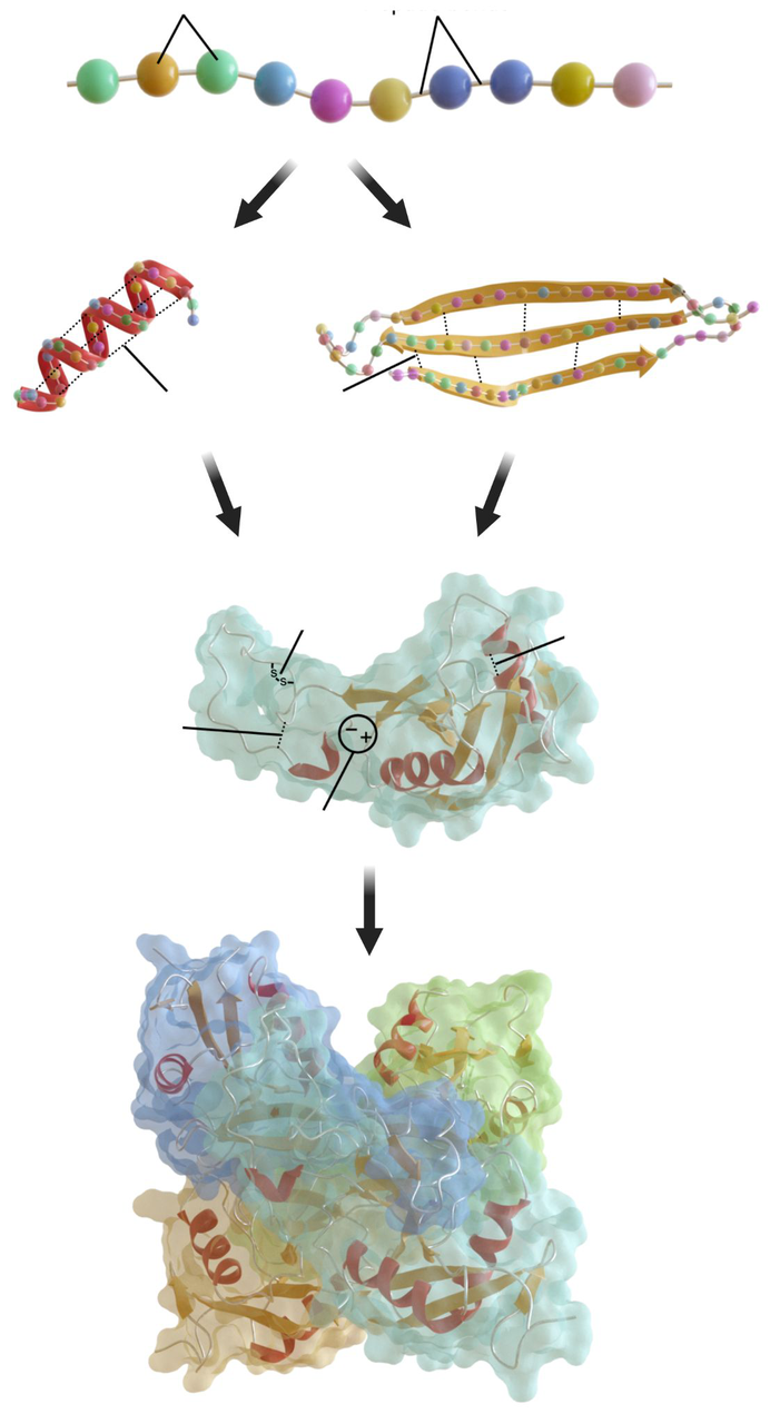 protein folding diagram