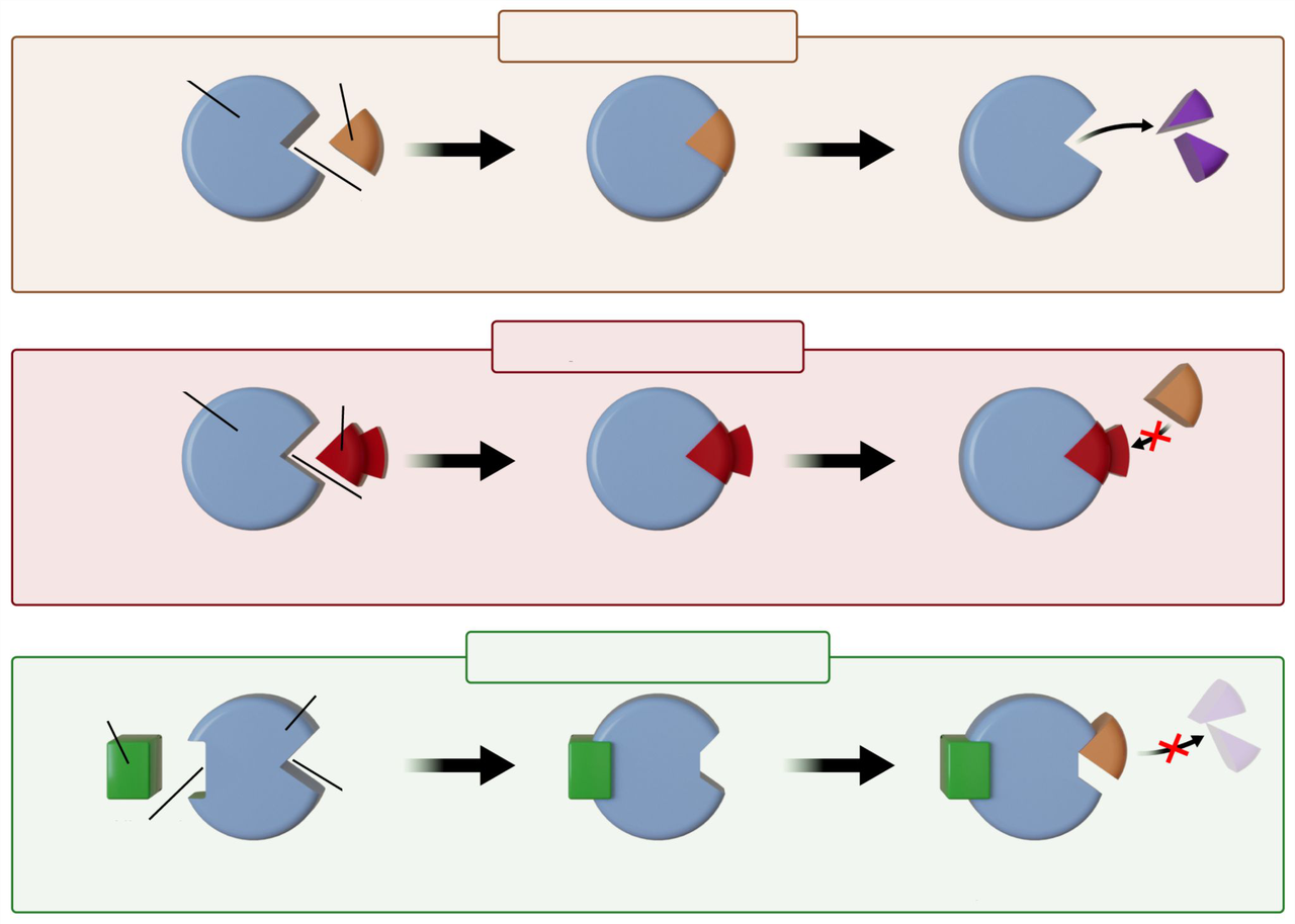 Diagrams showing enzyme inhibition