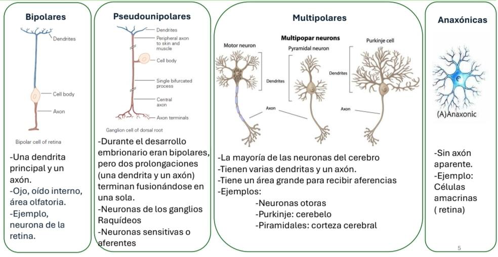 Diagrama de Neuronas