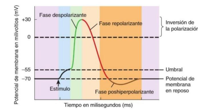 Gráfica del potencial de acción