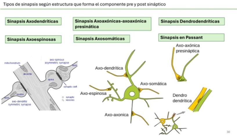 Tipos de sinapsis