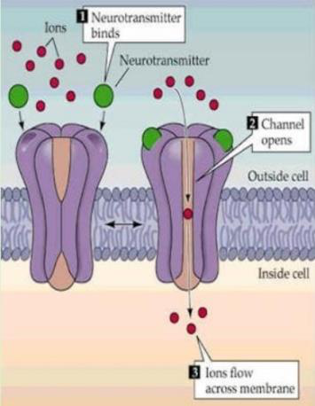 Diagrama receptor ionotrópico