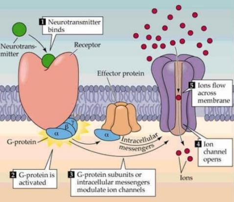 Diagrama receptor metabotrópico