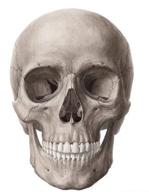 Dibujo anatómico de un cráneo visto de frente