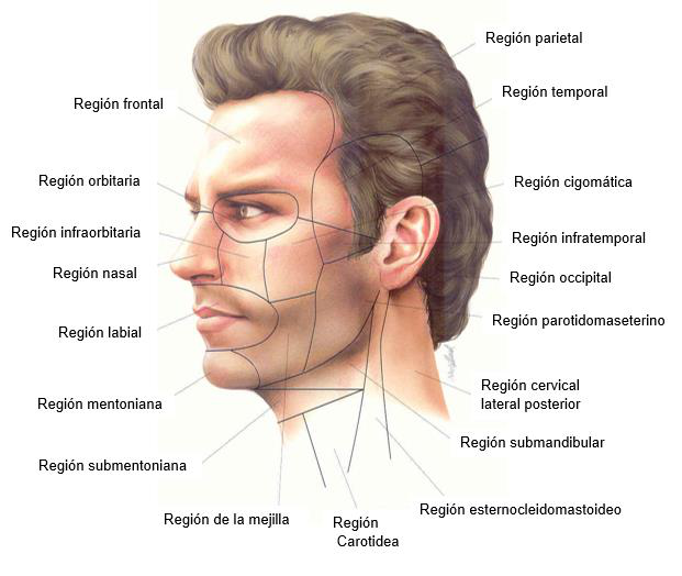 Diagrama de regiones de la cabeza