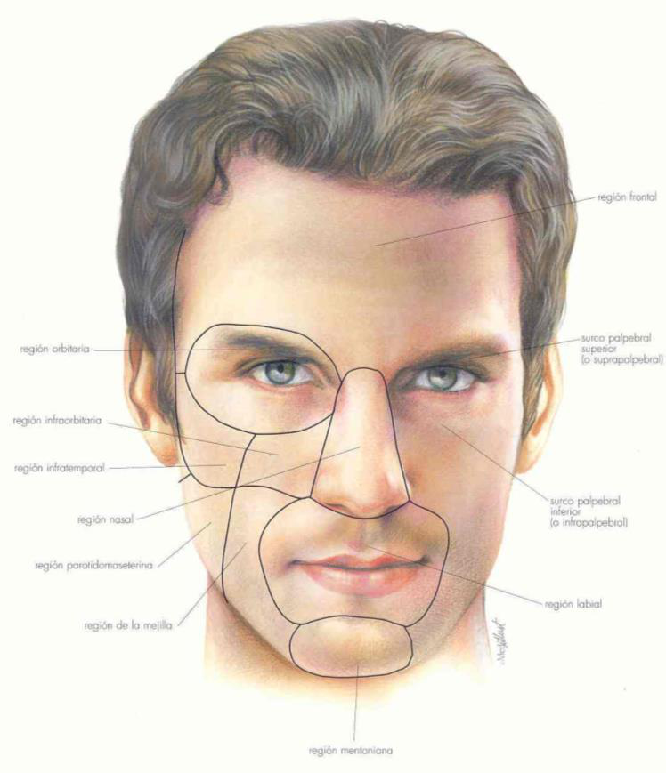 Diagram of facial regions and anatomical landmarks of the neck