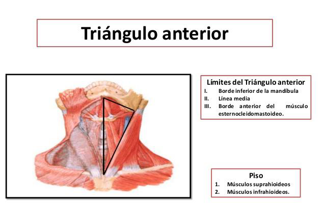 Diagrama del triángulo anterior