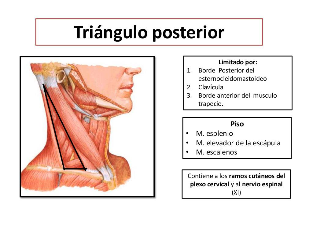 Diagrama del triángulo posterior del cuello