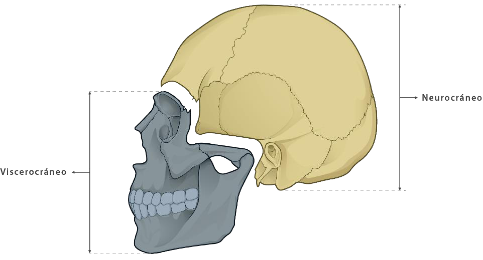 Diagrama que muestra Neurocráneo y Viscerocráneo