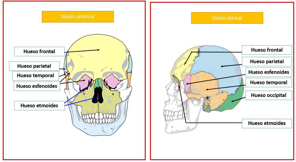 Huesos del cráneo (vistas)