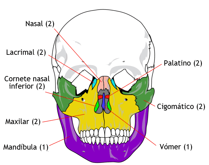 Huesos del viscerocráneo