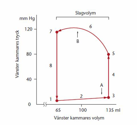Tryck-volym-diagram över vänster kammare
