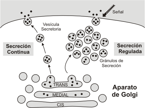 Diagrama de secreción regulada y continua
