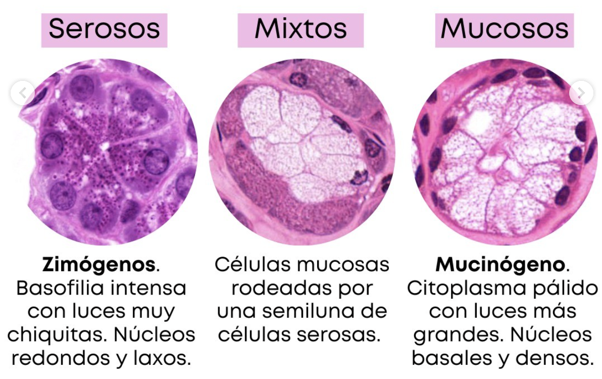 Microscopía serosa