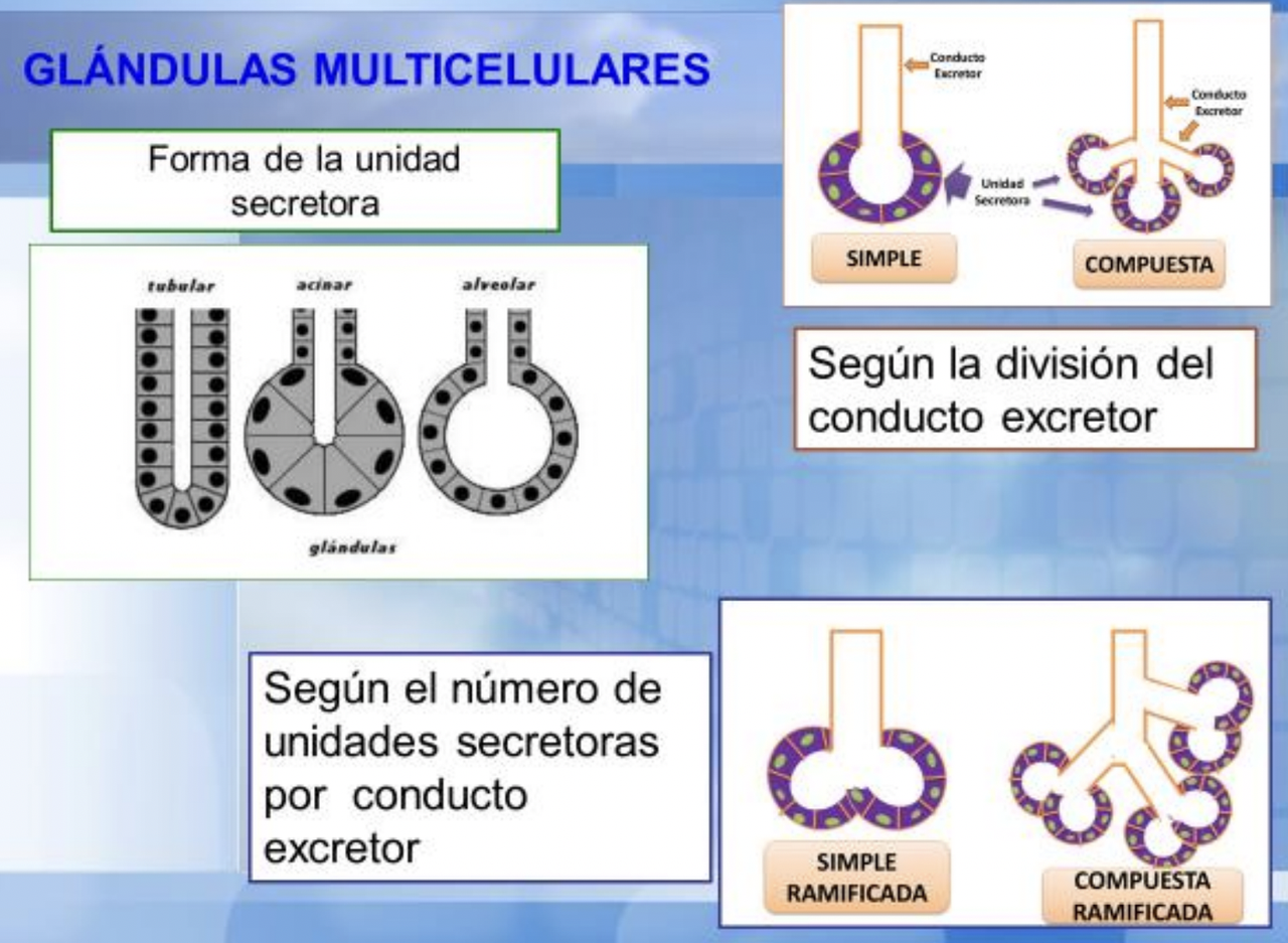 Formas secretoras