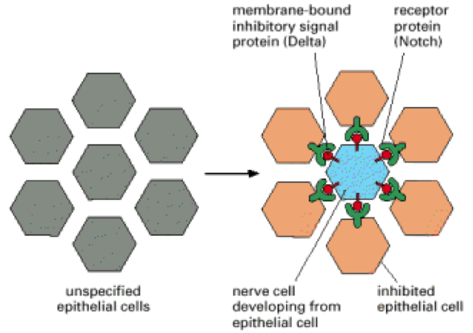 Notch signaling diagram