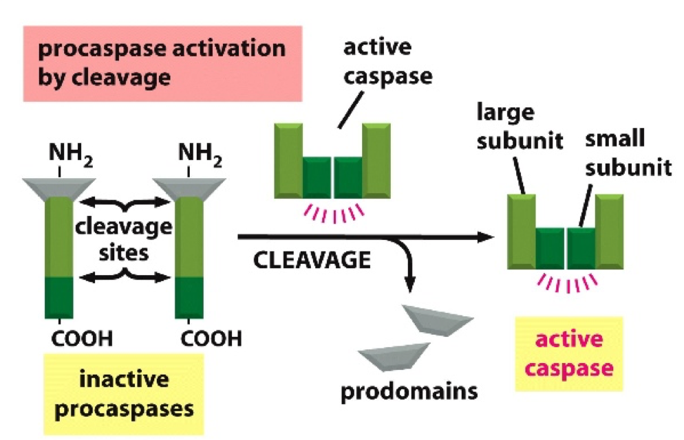 Procaspase activation diagram