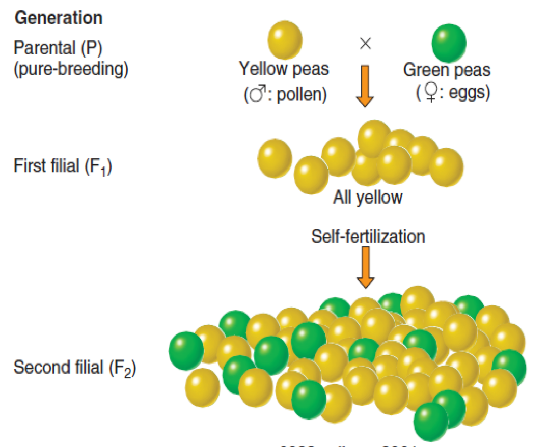 Diagram showing a genetic cross of yellow peas (pollen) and green peas (eggs) as parents (P), resulting in all yellow peas in the first filial generation (F1), and a mix of yellow and green peas in the second filial generation (F2) after self-fertilization.