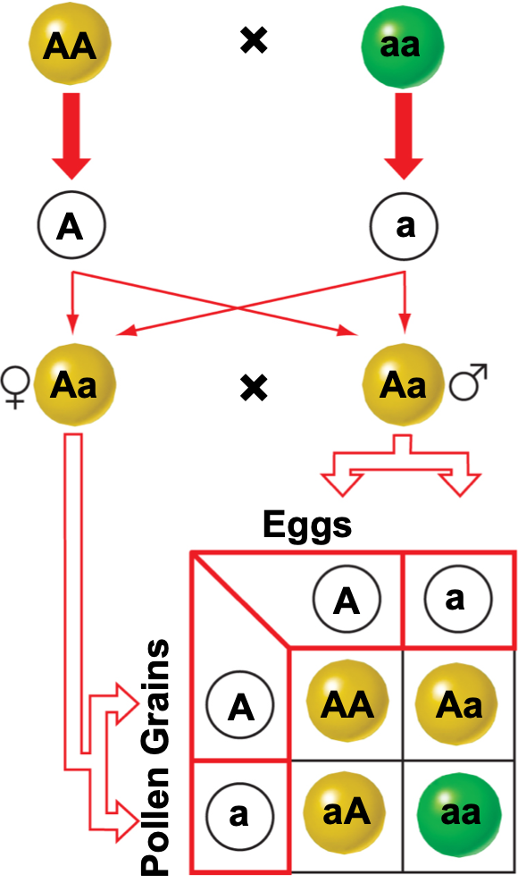 Diagram illustrating the Punnett Square method for predicting genetic crosses, showing parental gametes, F1 generation, and the resulting genotypes and phenotypes in the F2 generation.