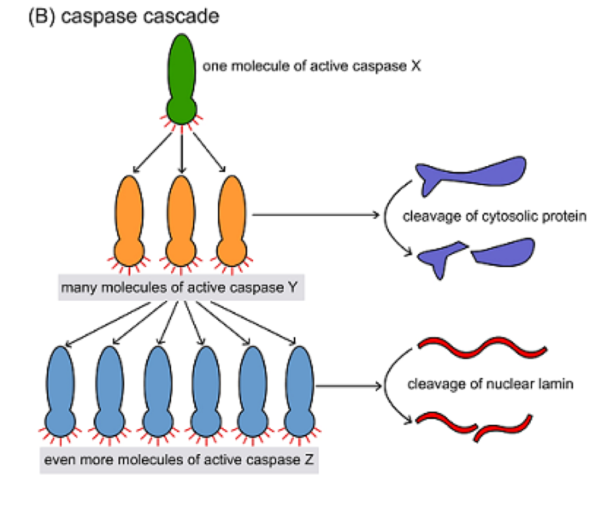 Caspase cascade