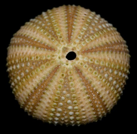 A photo of a sea urchin