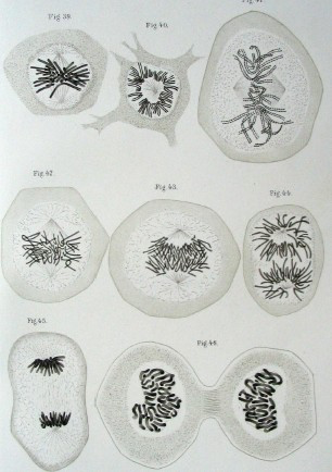 Microscopic images of cells undergoing mitosis, labeled with figure numbers