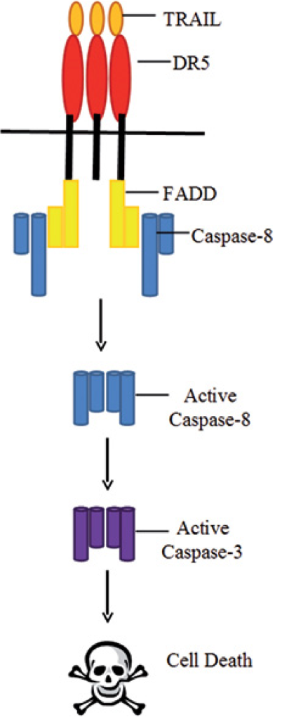 Apoptosis initiation (TRAIL-DR5)