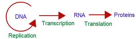 Diagram showing the flow from DNA to RNA to Proteins, with labels for Replication, Transcription, and Translation