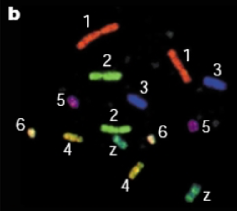 Image of labelled chromatin territories